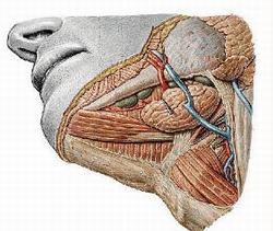 Эндоскопическое удаление камней в слюнных железах и слюнных протоках