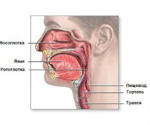 Фото Носоглотки Человека
